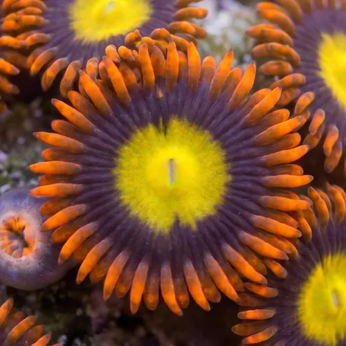 Zoanthid : Yellow Center w/ Orange Skirt - Aquacultured