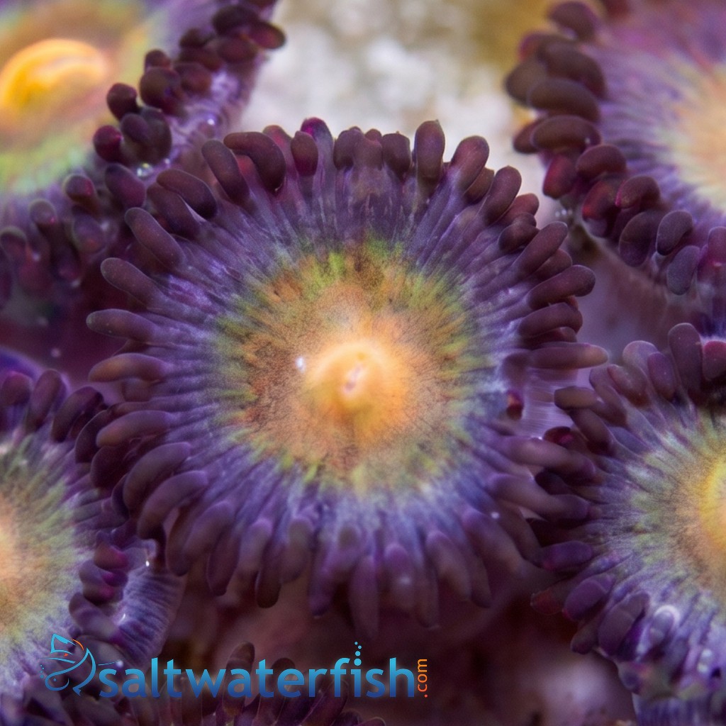 Zoanthid : Wolverine - Aquacultured