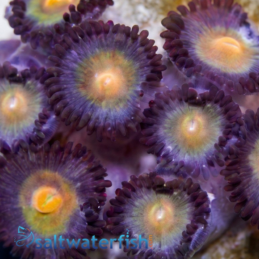 Zoanthid : Wolverine - Aquacultured