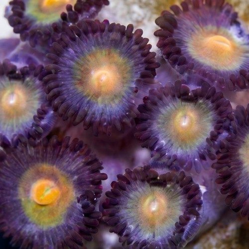 Zoanthid : Wolverine - Aquacultured