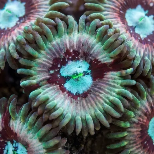 Zoanthid : White Zombie - Aquacultured