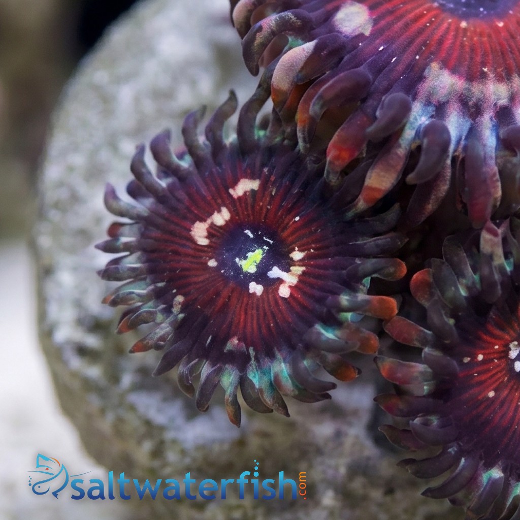 Zoanthid : Blue Agave - Aquacultured