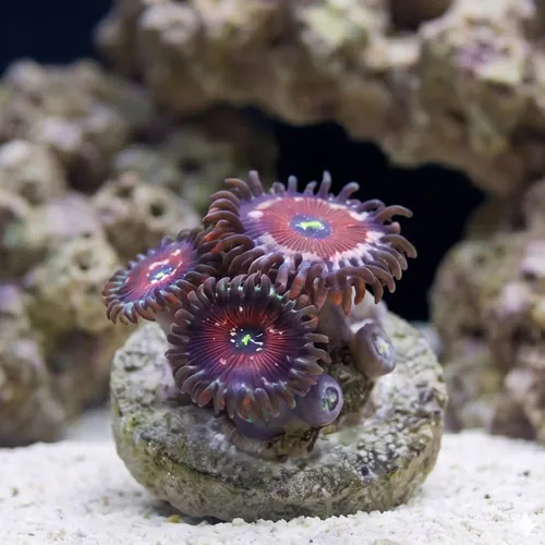 Zoanthid : Blue Agave - Aquacultured