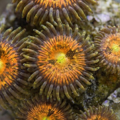 Zoanthid : Starlight Muncher - Aquacultured