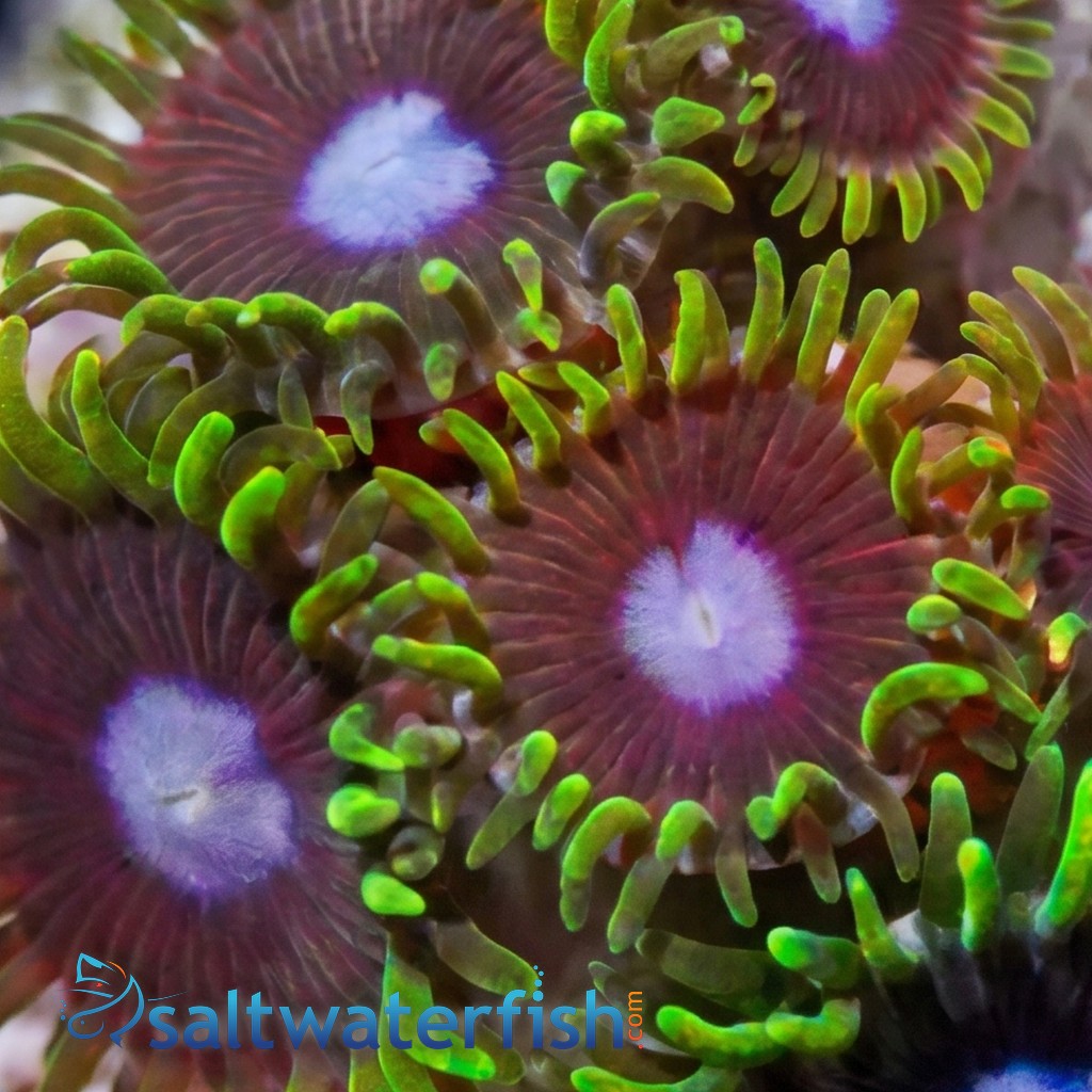 Zoanthid : Ice King - Aquacultured