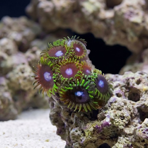 Zoanthid : Ice King - Aquacultured