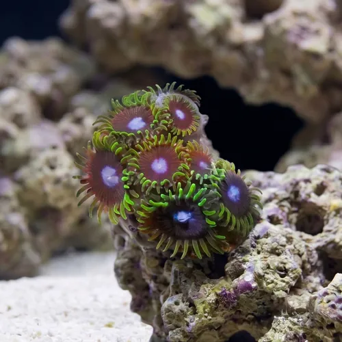 Zoanthid : Ice King - Aquacultured