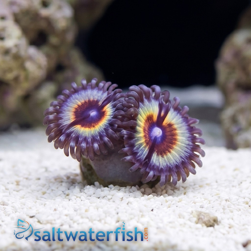 Zoanthid : Sonic Flare - Aquacultured