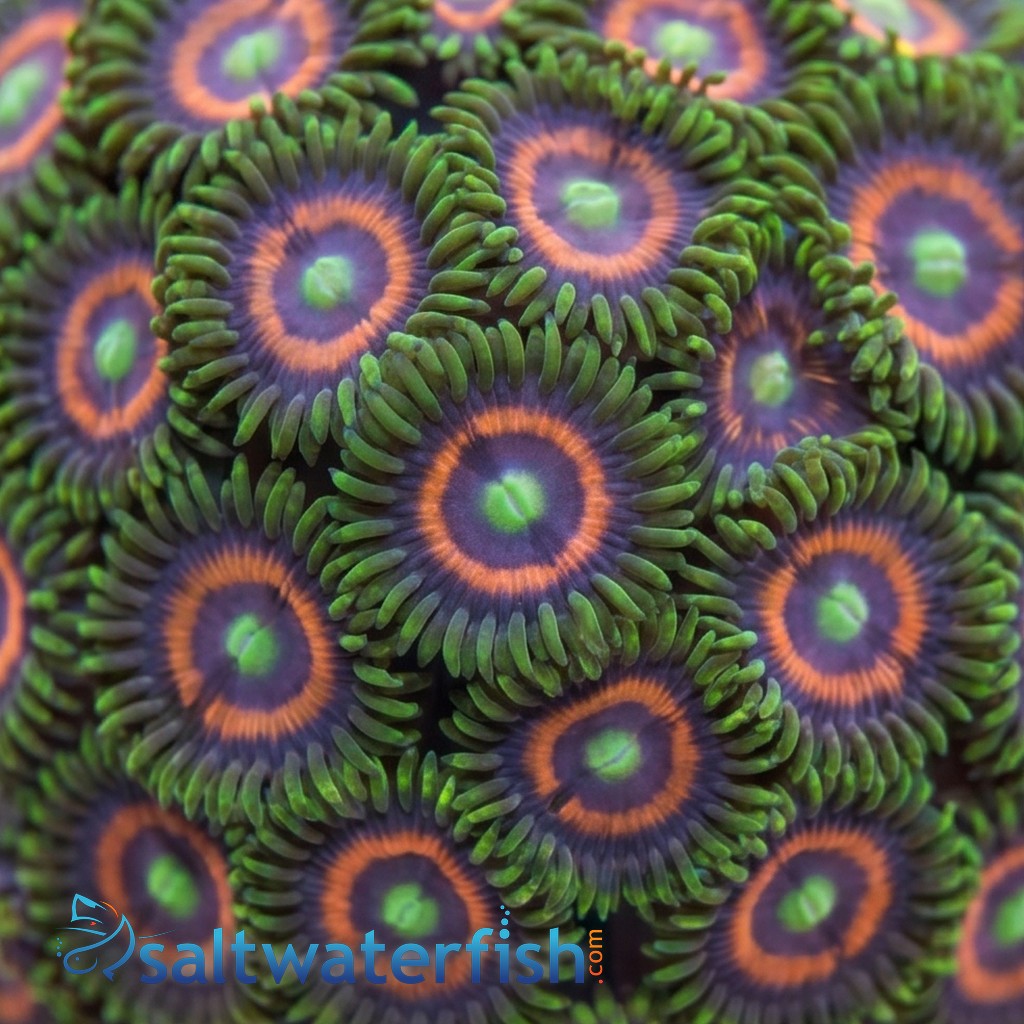 Zoanthid Multicolor - Aquacultured