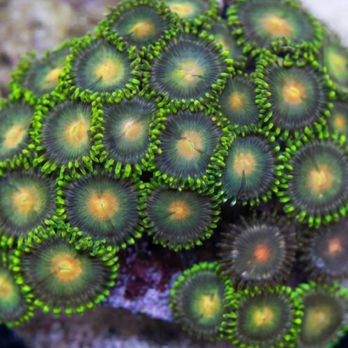 Zoanthid Multicolor - Aquacultured