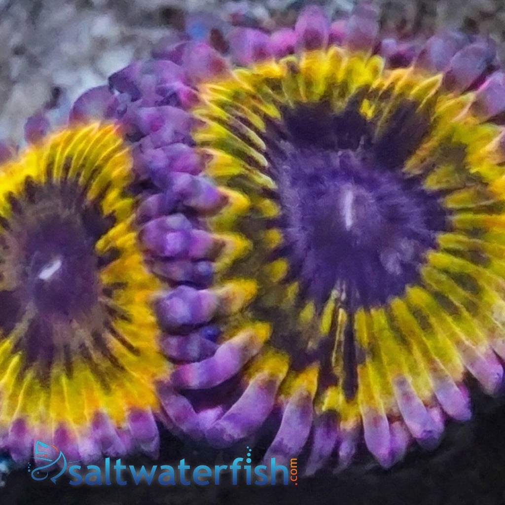 Zoanthid : Pink Lemonade - Aquacultured