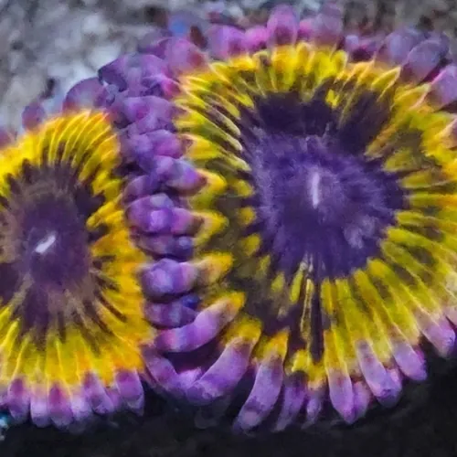 Zoanthid : Pink Lemonade - Aquacultured
