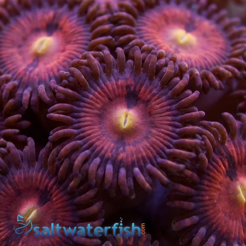 Zoanthid : Darth Maul Morph - Aquacultured