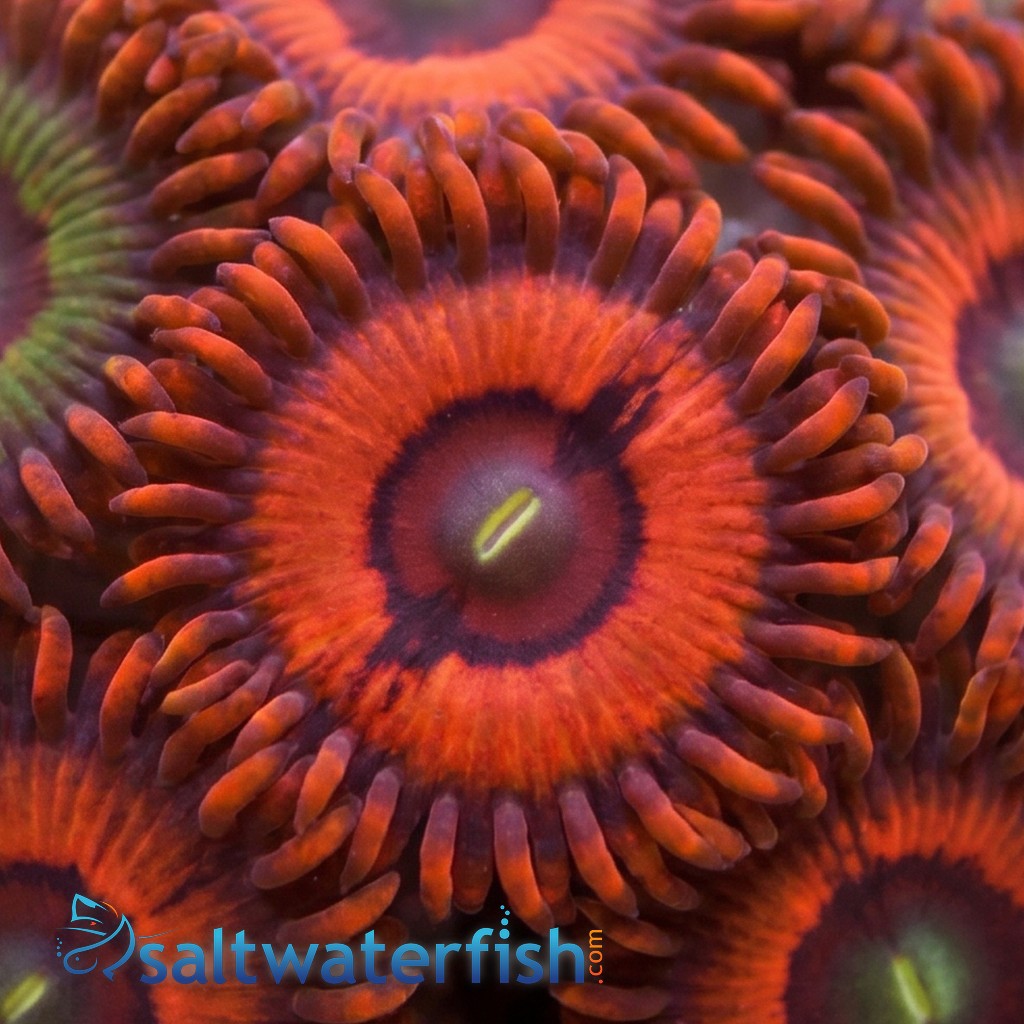 Zoanthid : Darth Maul Morph - Aquacultured
