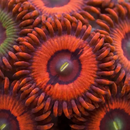 Zoanthid : Darth Maul Morph - Aquacultured