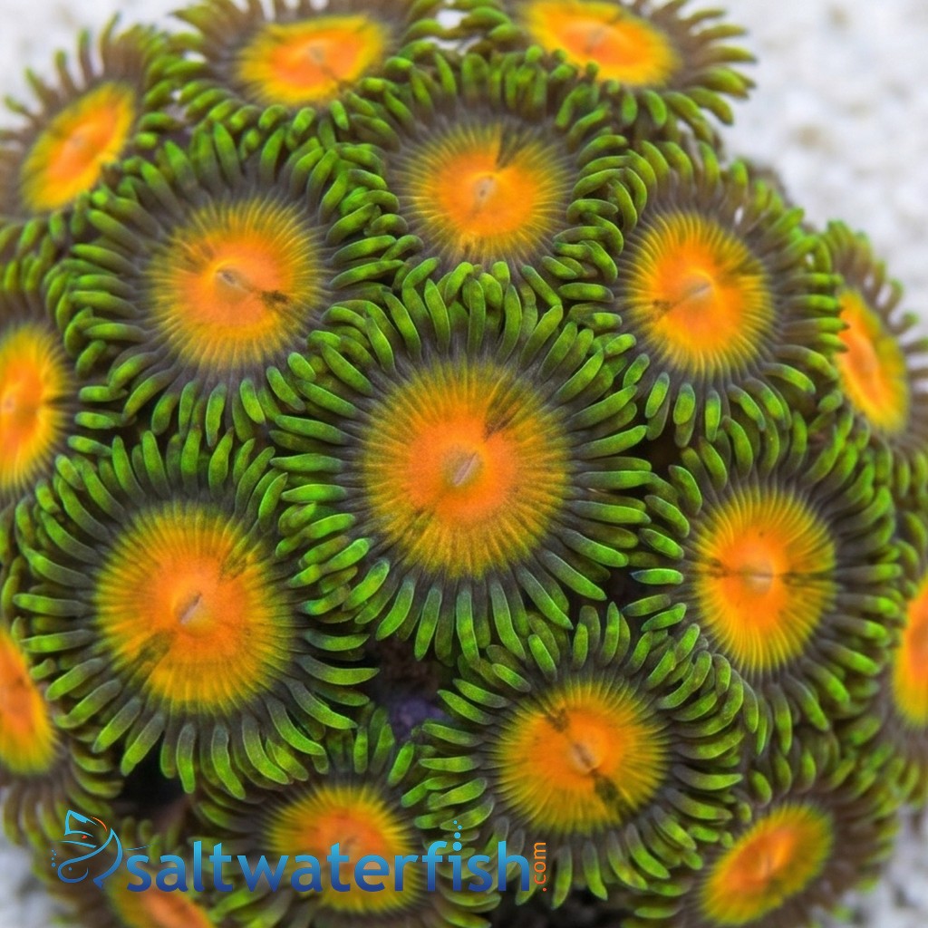 Zoanthid : Queen Midas - Aquacultured