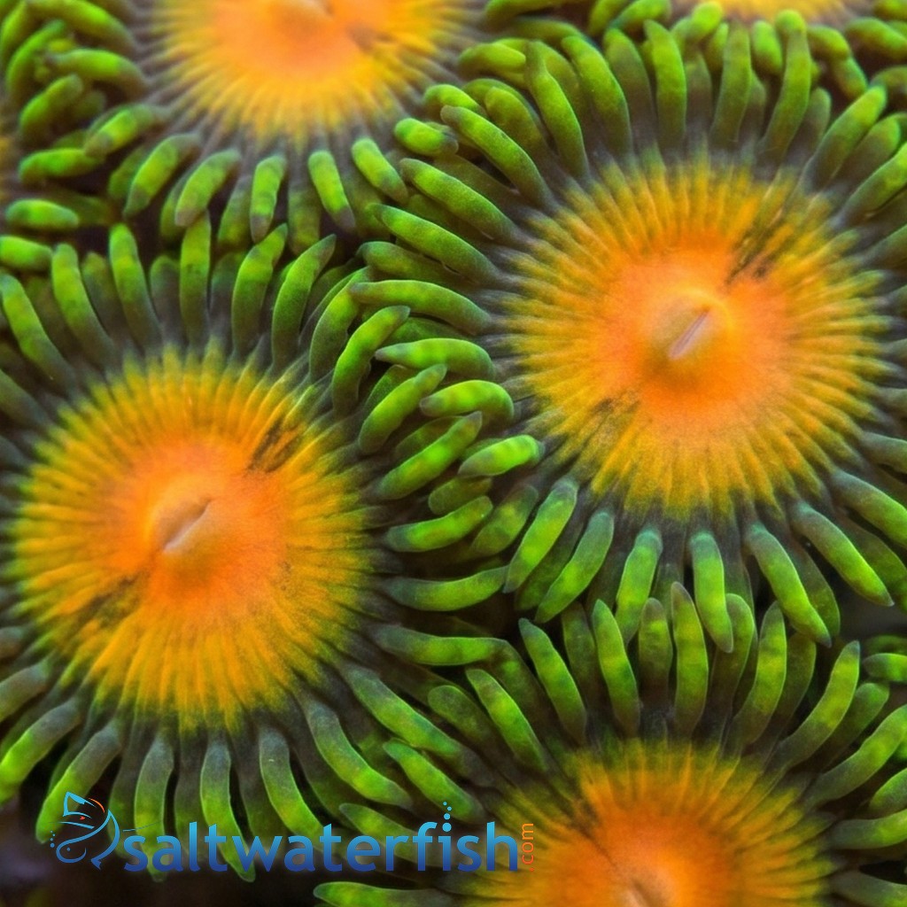 Zoanthid : Queen Midas - Aquacultured