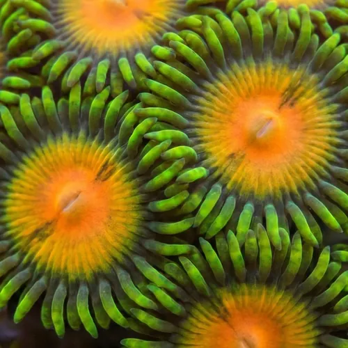Zoanthid : Queen Midas - Aquacultured