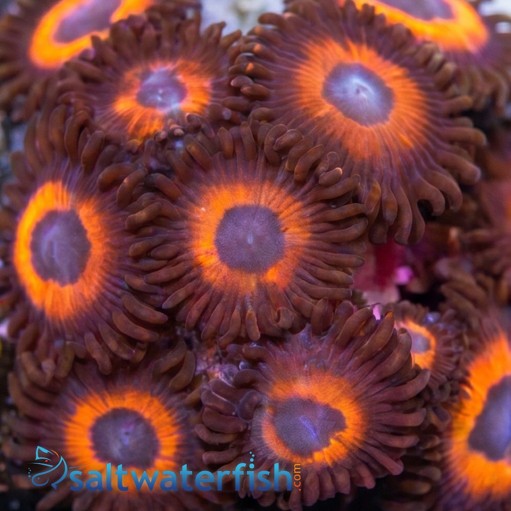 Zoanthid : Red Bull - Aquacultured