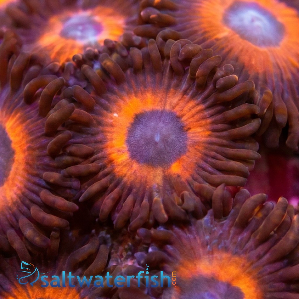 Zoanthid : Red Bull - Aquacultured