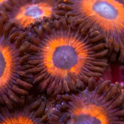 Zoanthid : Red Bull - Aquacultured