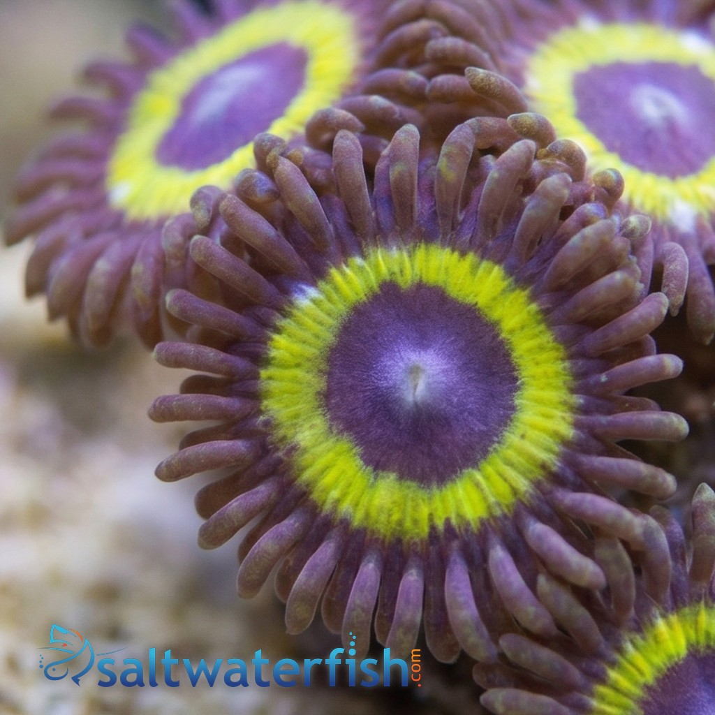 Zoanthid : Yellow Submarine - Aquacultured