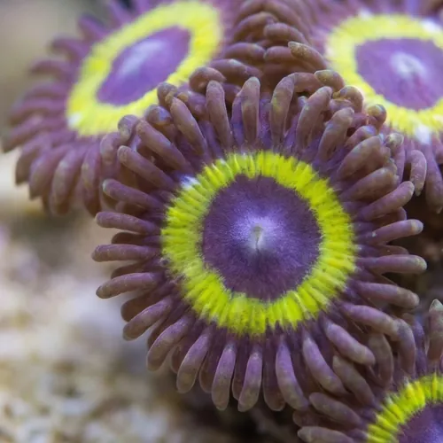 Zoanthid : Yellow Submarine - Aquacultured