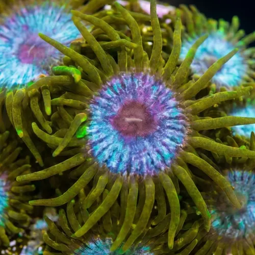 Zoanthid : Lich King - Aquacultured