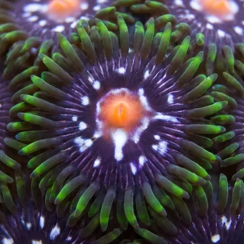 Zoanthid : Stargazer - Aquacultured