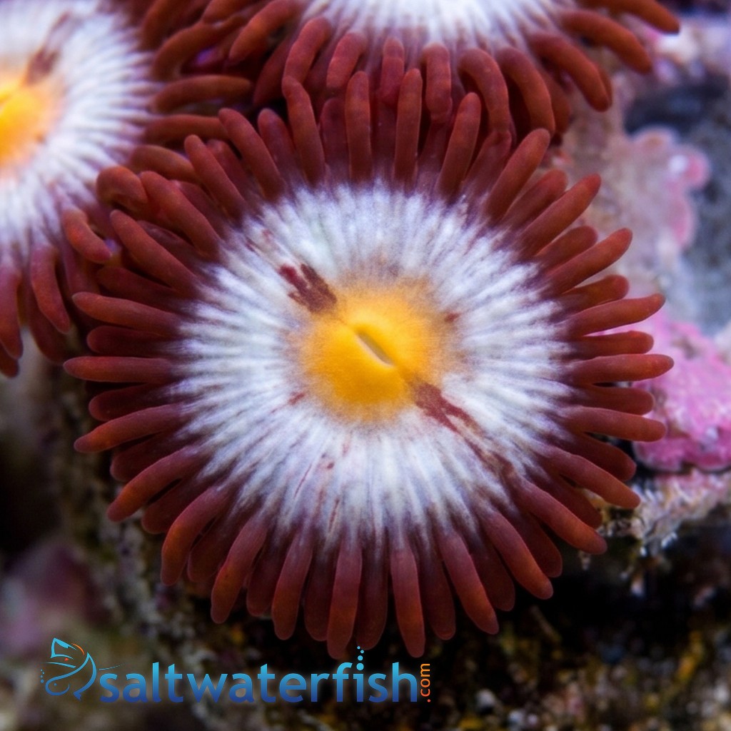 Zoanthid : Blue Steel - Aquacultured