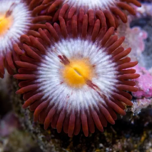 Zoanthid : Blue Steel - Aquacultured