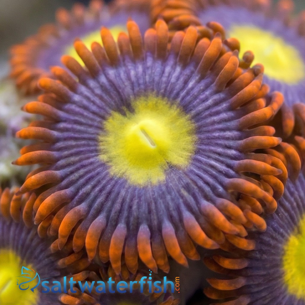 Zoanthid : Mandarin Orange - Aquacultured