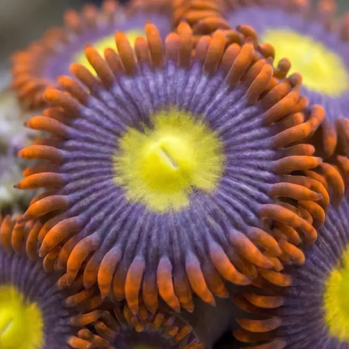Zoanthid : Mandarin Orange - Aquacultured