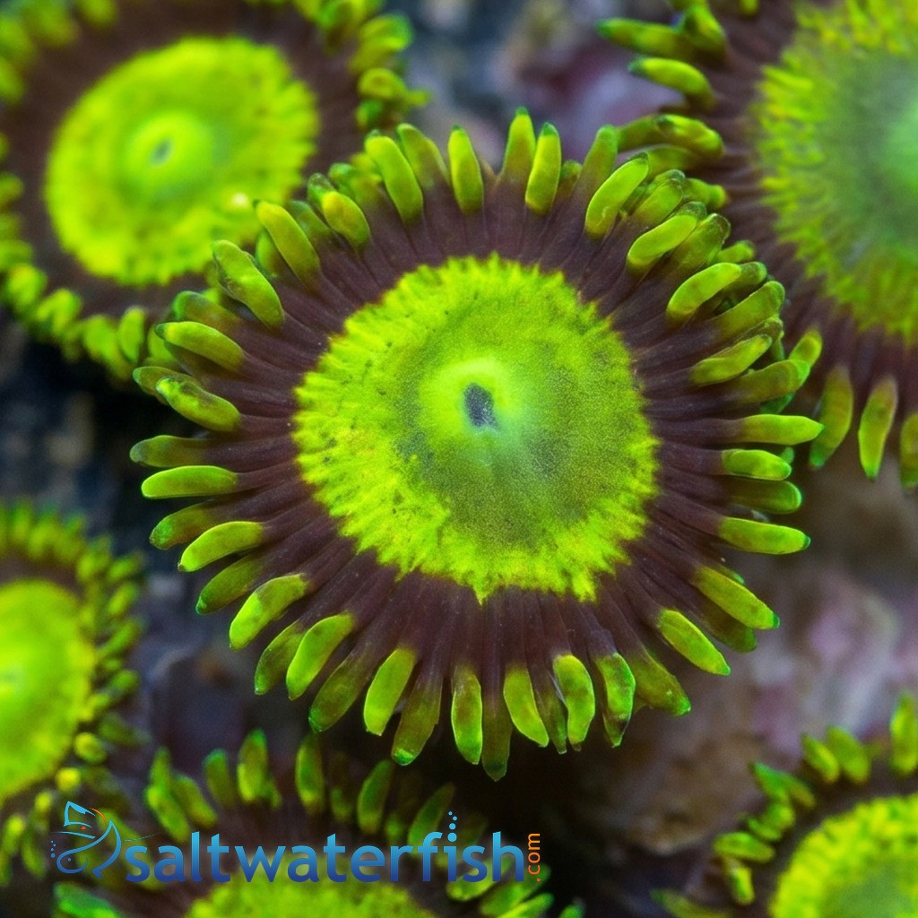 Zoanthid : King Midas - Aquacultured