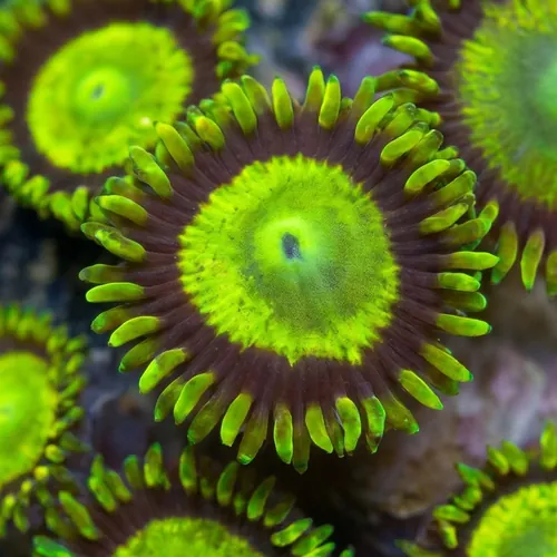 Zoanthid : King Midas - Aquacultured