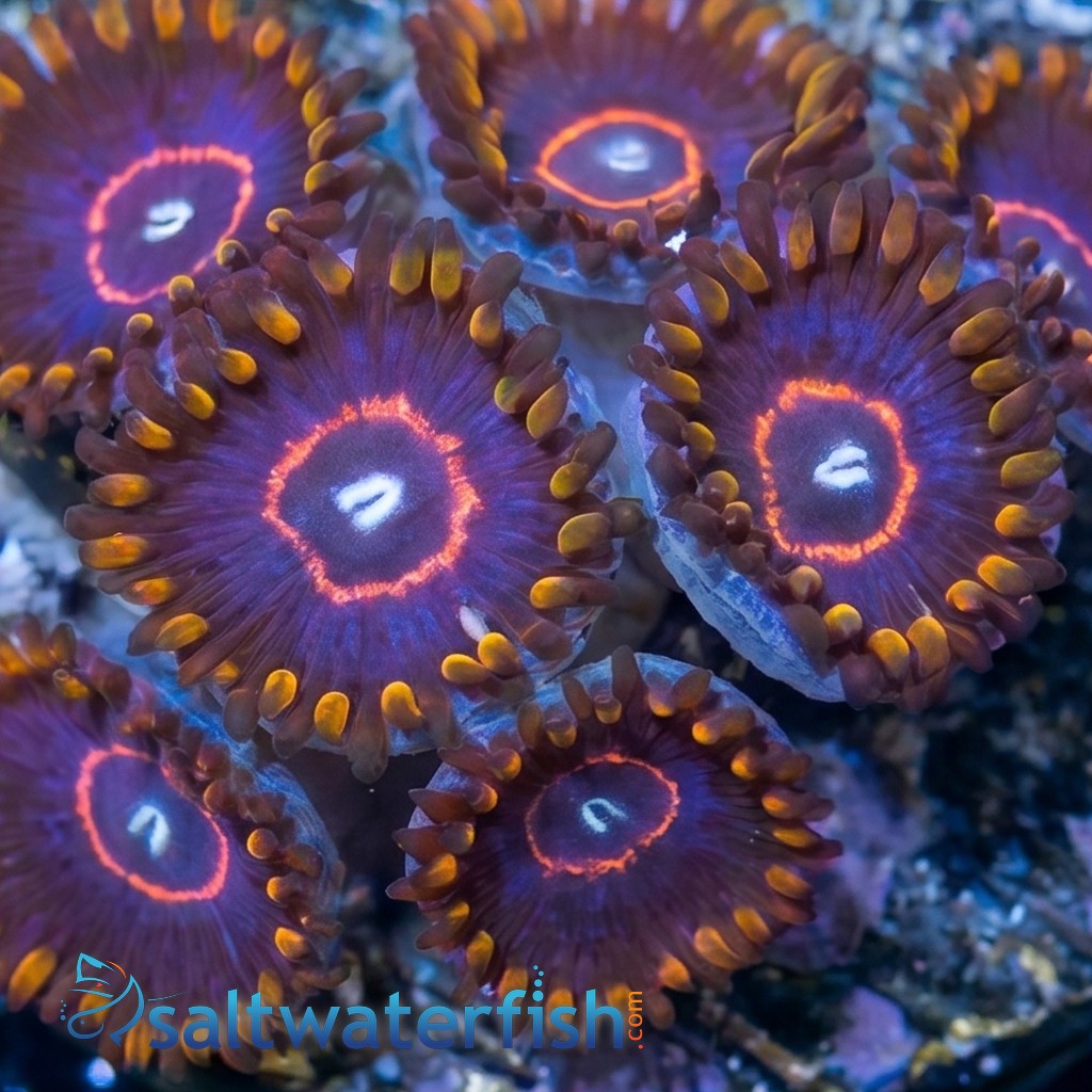 Zoanthid : Rainbow Hornet - Aquacultured