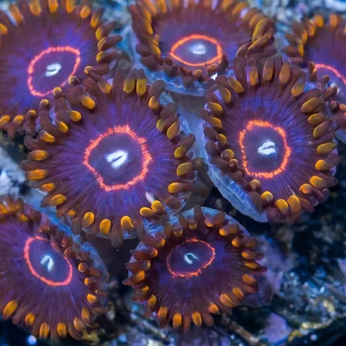 Zoanthid : Rainbow Hornet - Aquacultured