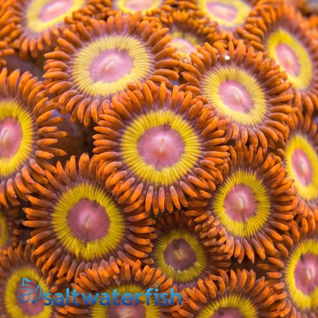 Zoanthid : Fruit Loop - Aquacultured