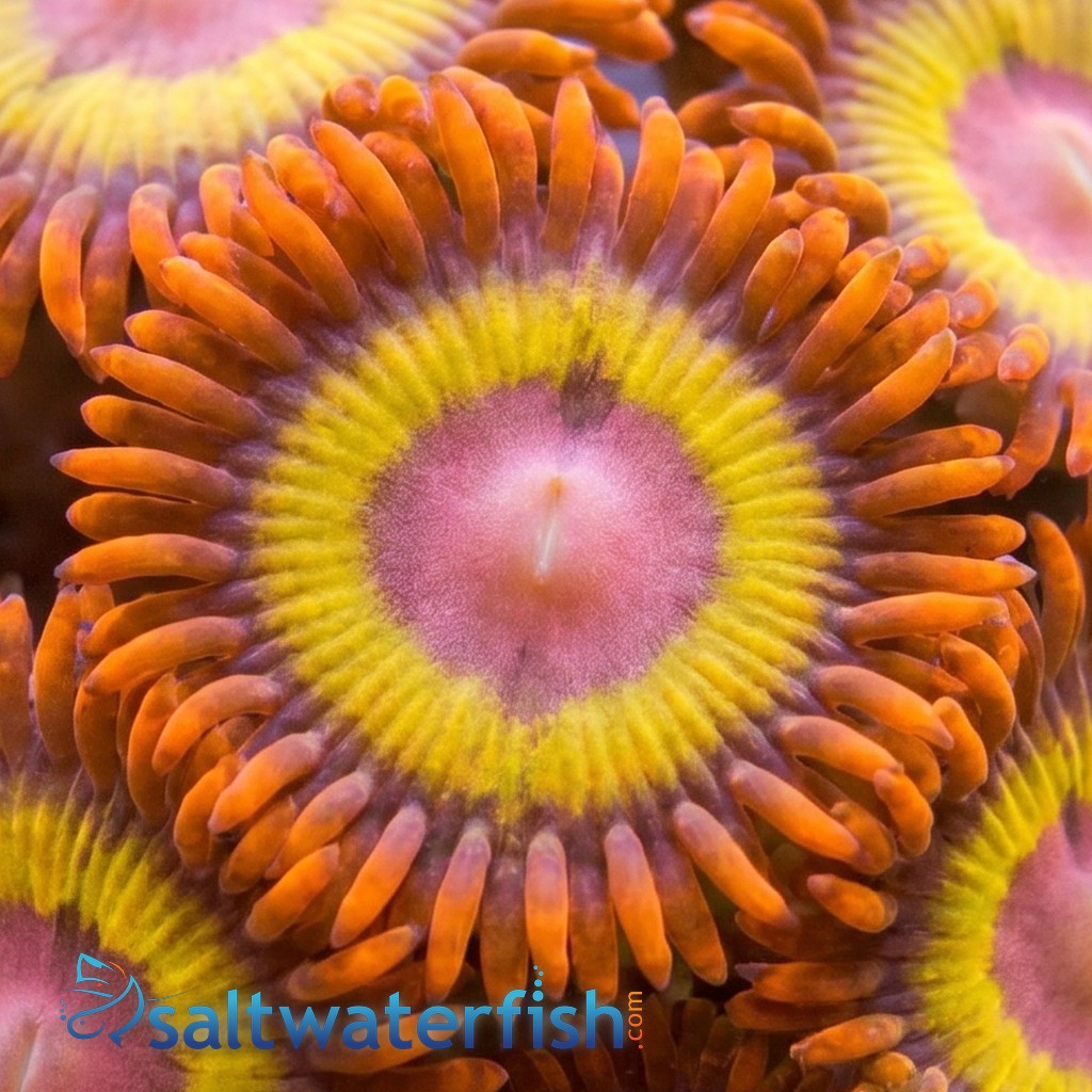 Zoanthid : Fruit Loop - Aquacultured