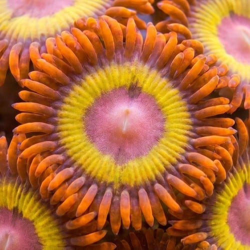 Zoanthid : Fruit Loop - Aquacultured