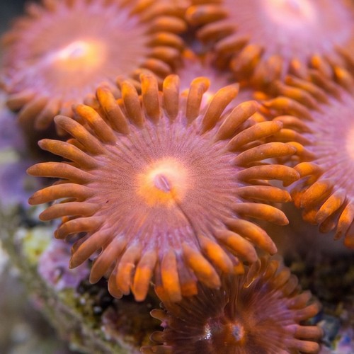 Zoanthid : Clementine - Aquacultured