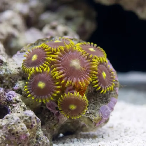 Zoanthid :  Sunbeam Shuriken - Aquacultured