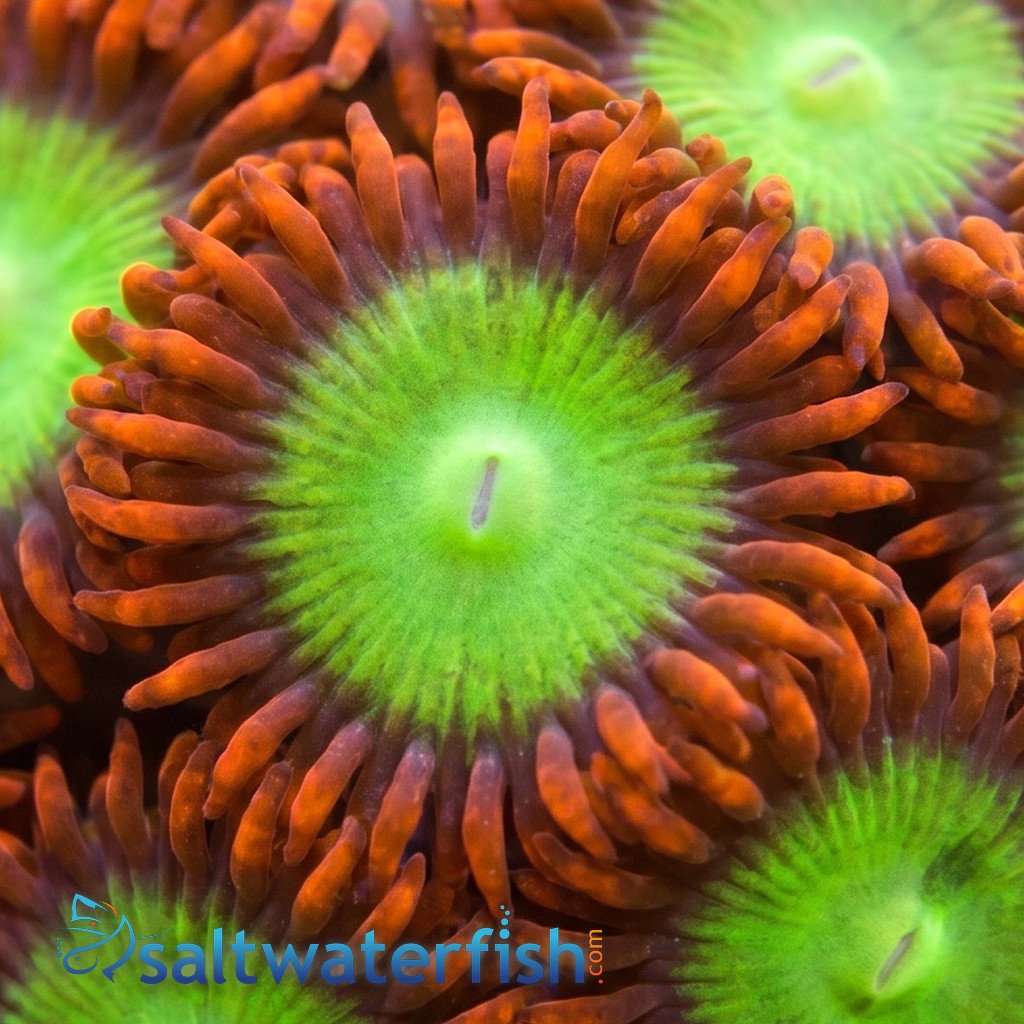 Zoanthid Goblin Fire's - Aquacultured