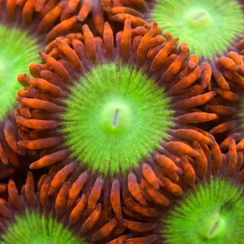 Zoanthid Goblin Fire's - Aquacultured