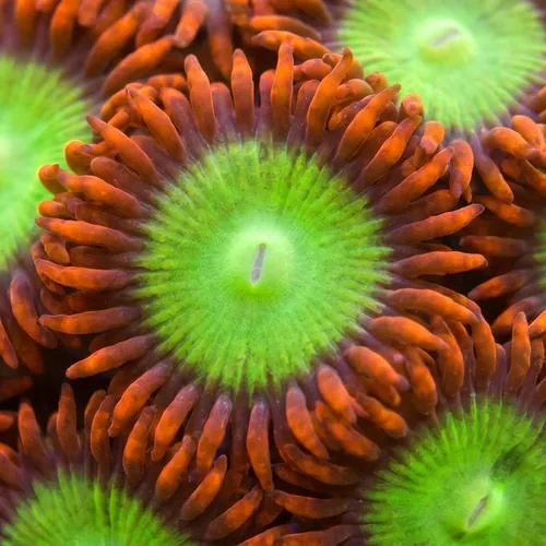 Zoanthid Goblin Fire's - Aquacultured