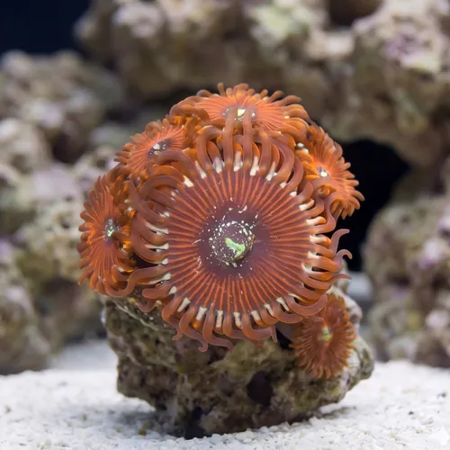 Zoanthid Magician - Aquacultured