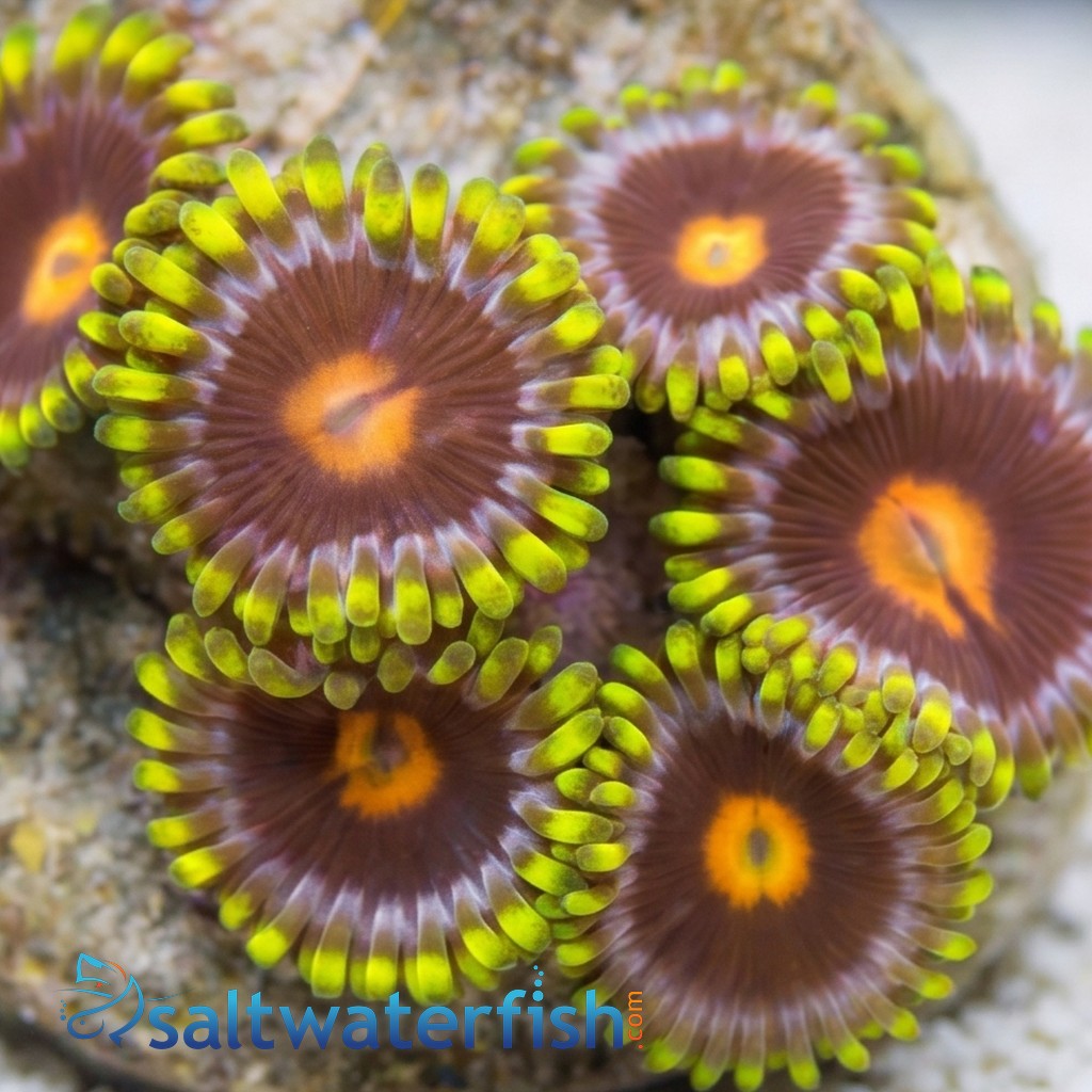 Zoanthid Blowpop - Aquacultured