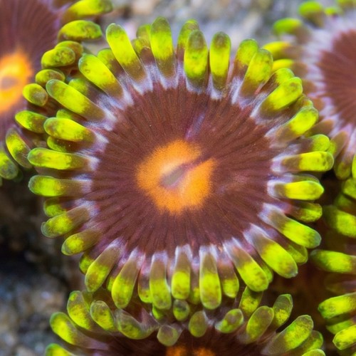 Zoanthid Blowpop - Aquacultured
