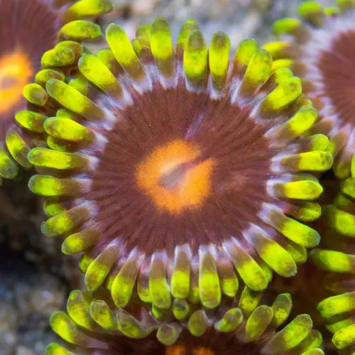 Zoanthid Blowpop - Aquacultured
