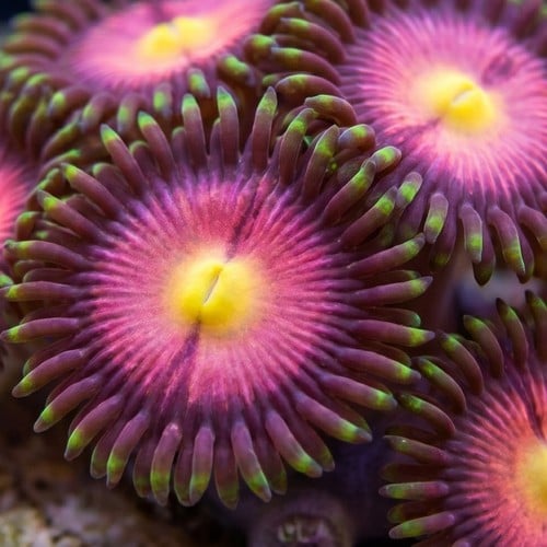 Zoanthid Lucky Kentucky - Aquacultured